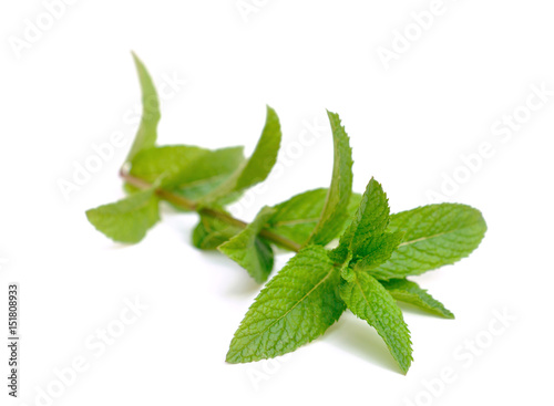 feuilles de menthe isolée sur fond blanc