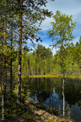 Small forest lake