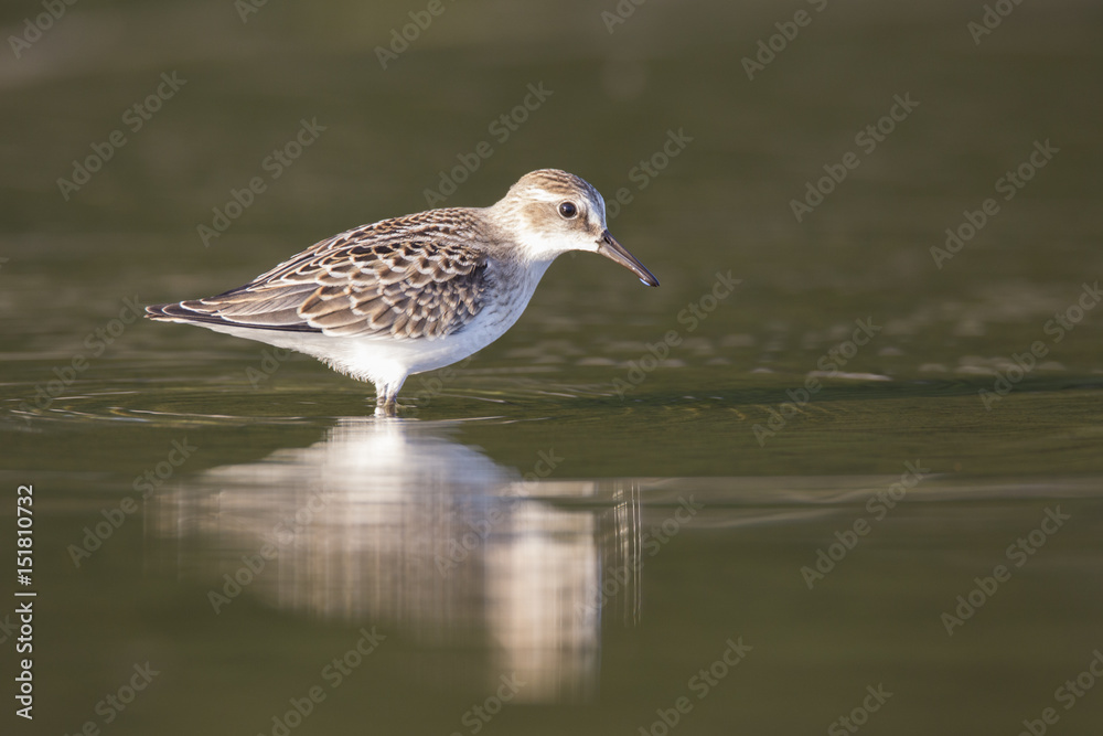 Semipalmated sandpiper in autumn Semipalmated sandpiper in autumn