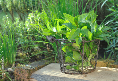 panier de menthe devant autres plantes aromatique du jardin