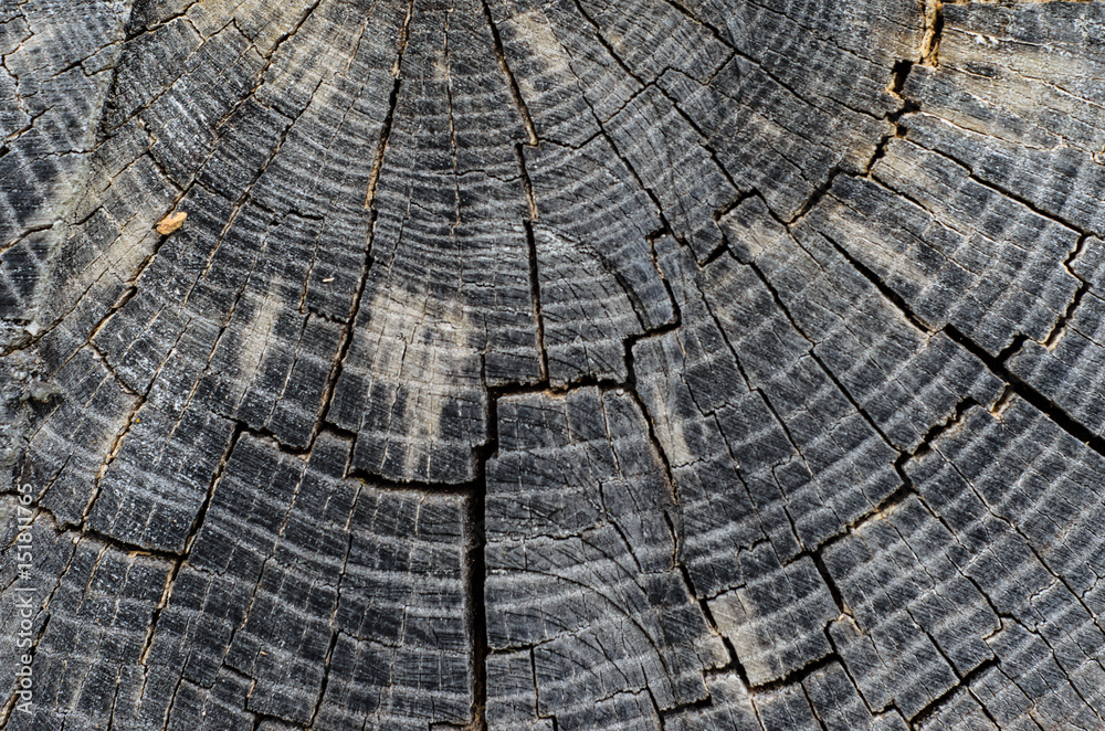 Fototapeta premium Wooden texture for background