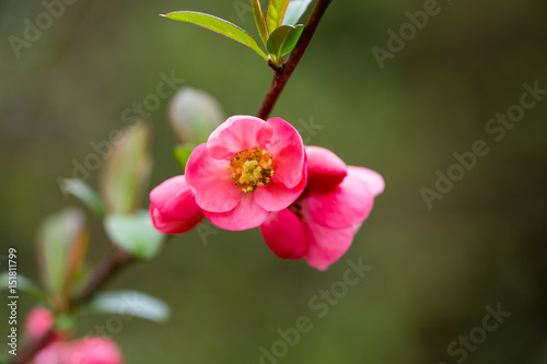 Cherry blossom in spring for background.
