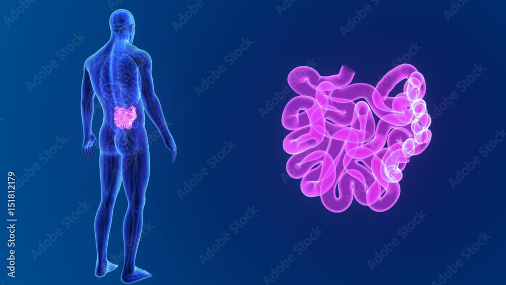 Small intestine zoom with organs and circulatory system Small intestine zoom with organs and circulatory system