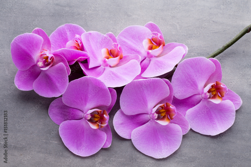 Fototapeta premium Pink beautiful orchid on colored background.
