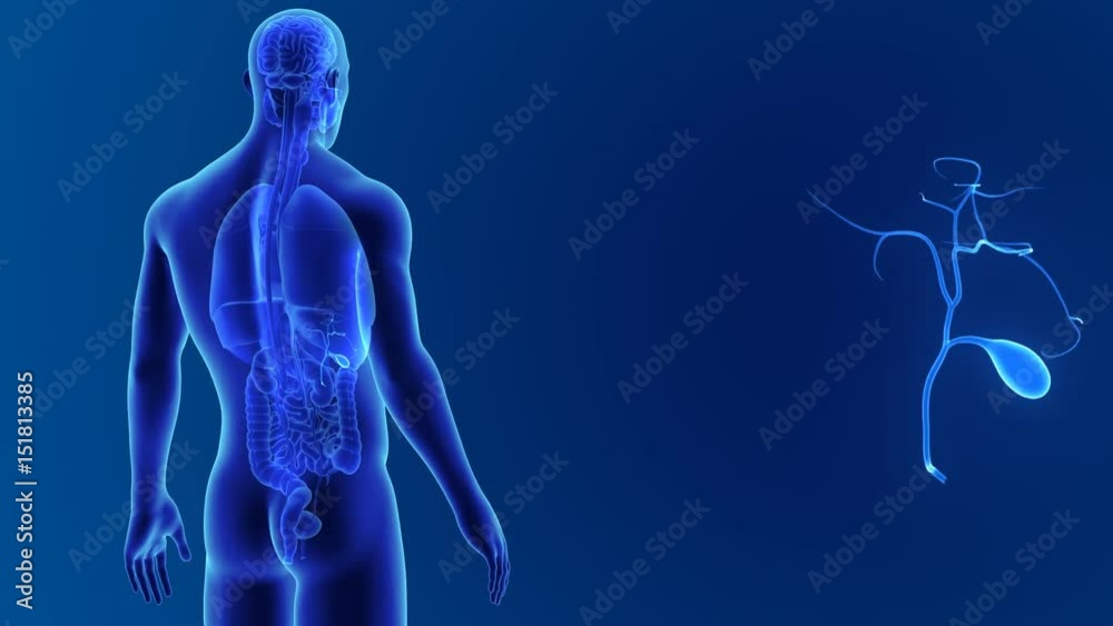 Gallbladder zoom with organs Gallbladder zoom with organs
