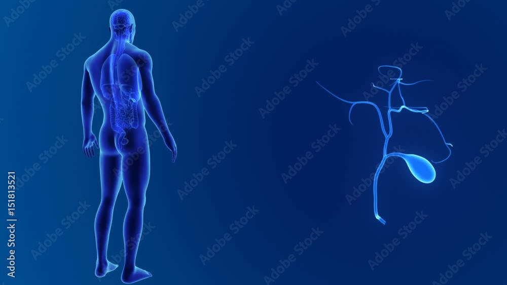 Gallbladder zoom with organs Gallbladder zoom with organs