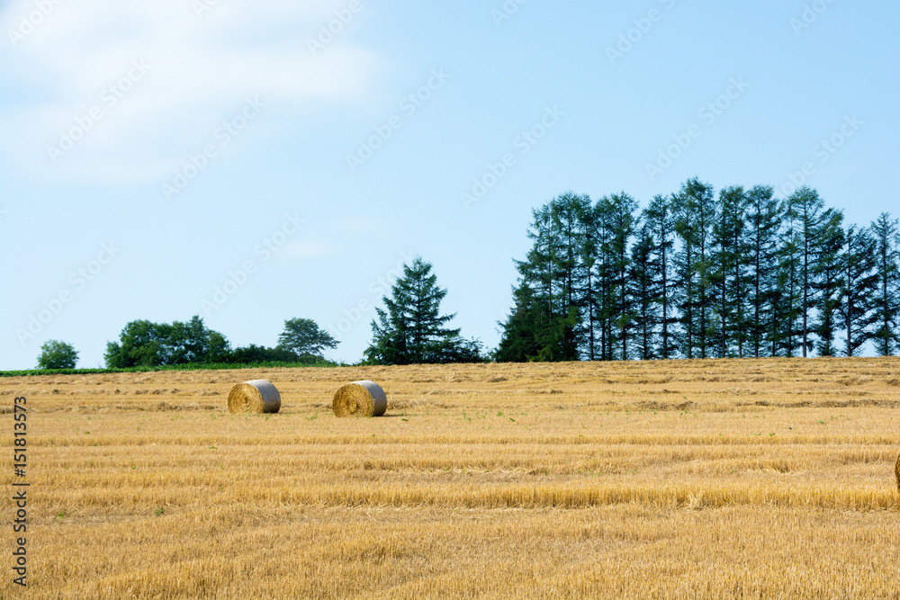 麦ロールが広がる麦畑