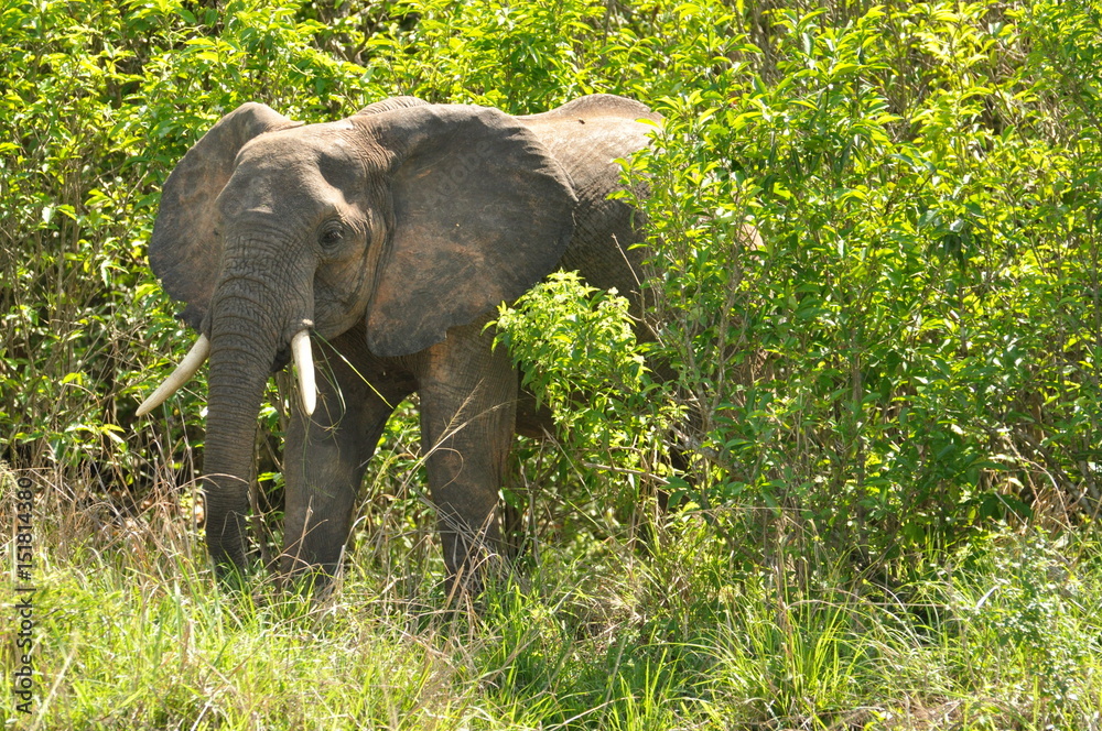 Naklejka premium Safari Animals and Wildlife