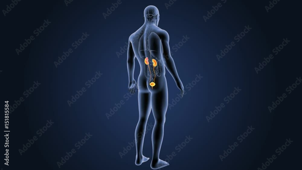 Urinary system with organs Urinary system with organs