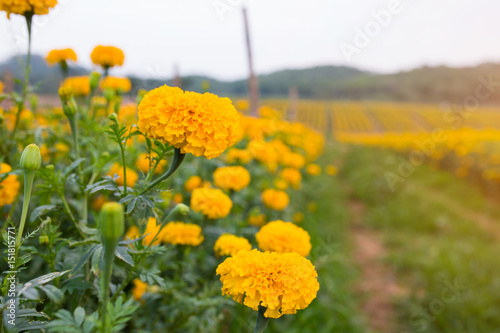 Marigold Yellow flower field in Thailand