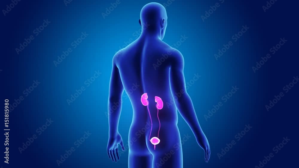 Urinary system with body Urinary system with body