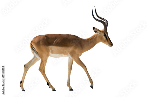 Blackface Impala isolated on white background, seen in namibia, africa photo