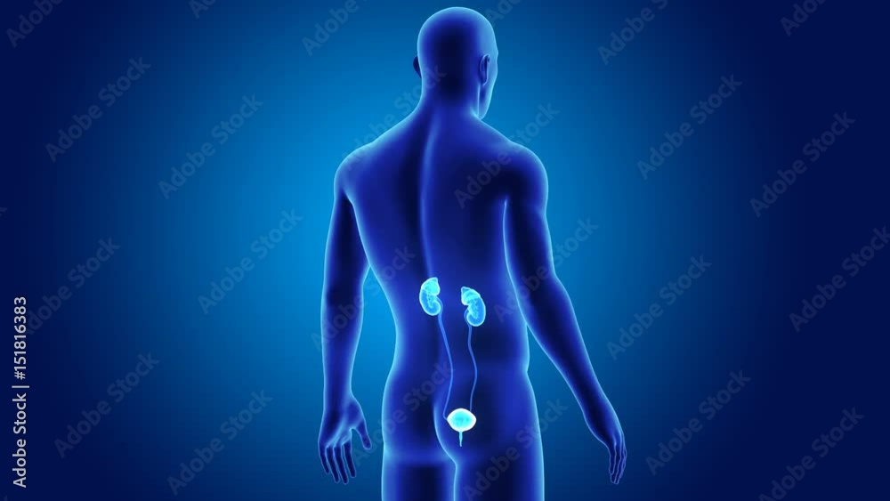 Urinary system with body Urinary system with body