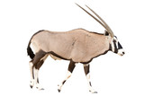 Oryx Gazella or Gemsbok walking seen from side isolated on white background