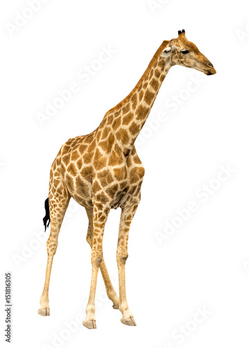 Giraffe isolated on white background, seen in namibia, africa