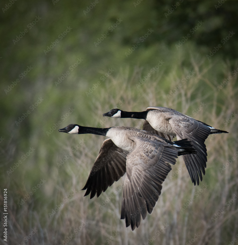 Geese in Flight