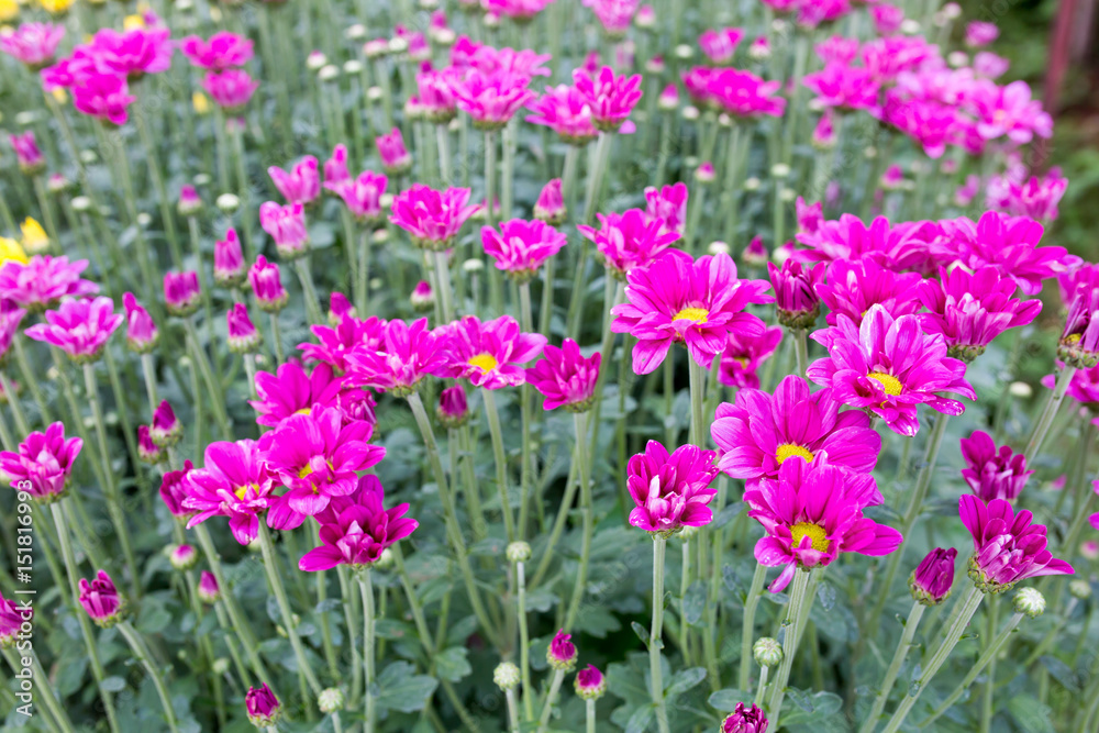 Naklejka premium pink Chrysanthemum flowers in farm