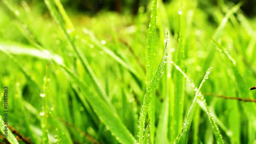 Green fresh grass and plant with water drops. Closeup macro Green fresh grass and plant with water drops. Closeup macro