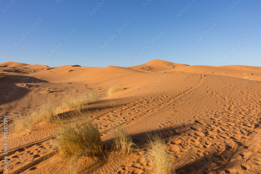 Bushes between sand dunes in Sahara desert, Merzouga, Morocco