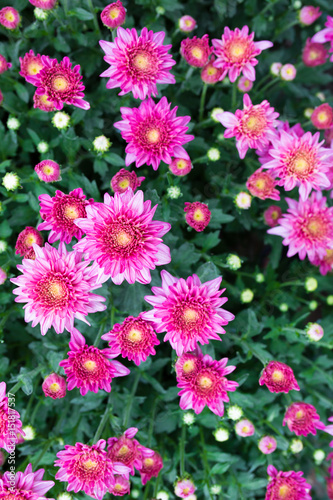pink Chrysanthemum flowers in farm