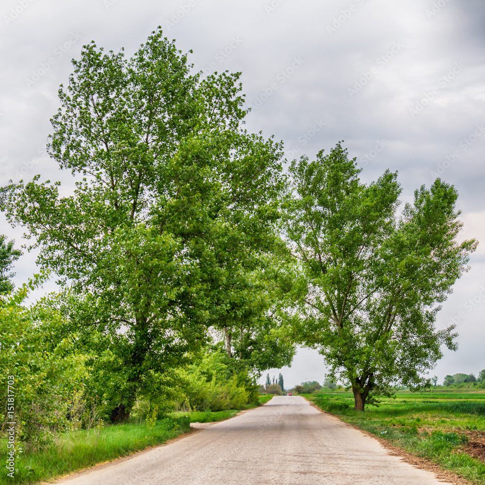 Tree on a field