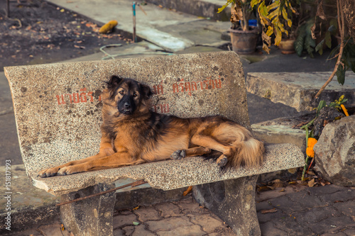 Tramp dog sitting on old concrete bench in sunset.
