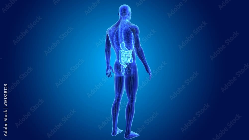 Stomach and Intestine with anatomy Stomach and Intestine with anatomy