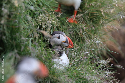 Puffin, Fratercula arctica, with fish iceland photo