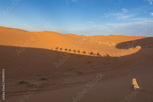 A dog watching camel caravan in Sahara desert, Merzouga, Morocco