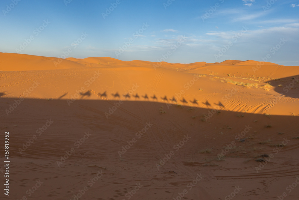 Camel caravan far silhouttes in Sahara desert, Merzouga, Morocco