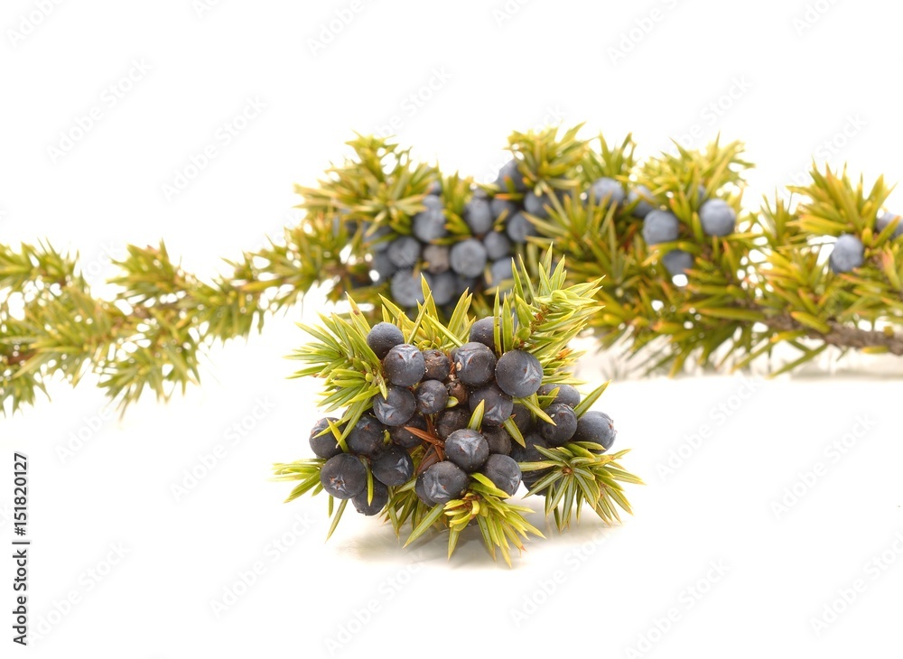 Juniper berries isolated on white Juniper berries isolated on white