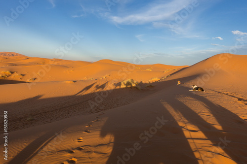 Two dog watching camel caravan and sunset in Sahara desert  Merzouga  Morocco