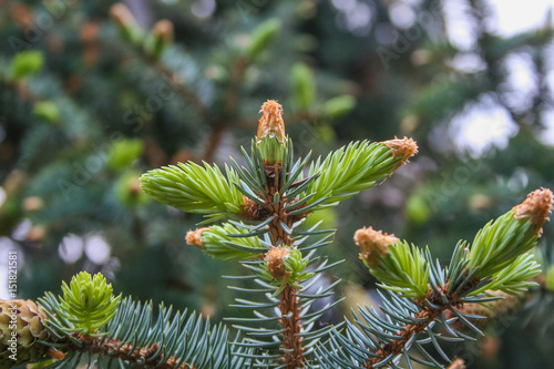 The spruce of a tree cypress in the park of the sanatorium 