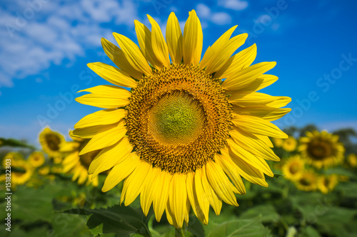 Bright yellow sunflower