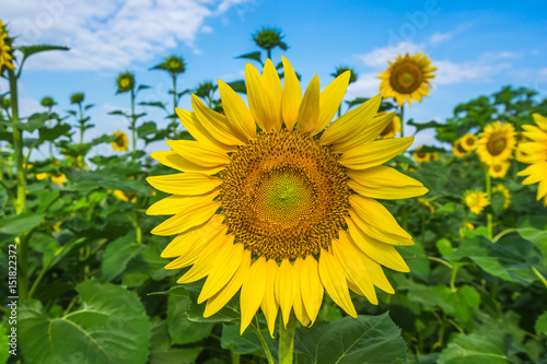 Bright yellow sunflower