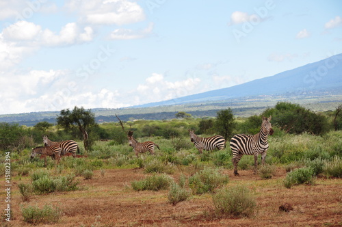 Safari Animals and Wildlife