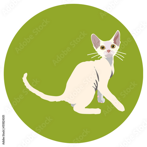 Cats of different breeds. Icons. Vector image in a flat style. Illustration on a round background. Element of design, interface