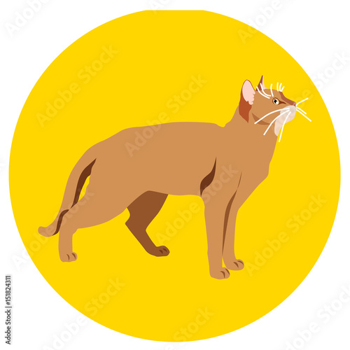 Cats of different breeds. Icons. Vector image in a flat style. Illustration on a round background. Element of design, interface