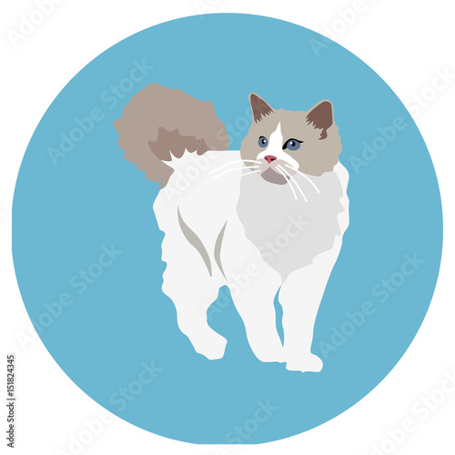 Cats of different breeds. Icons. Vector image in a flat style. Illustration on a round background. Element of design, interface © krokus312