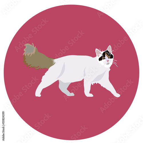 938270 Cats of different breeds. Icons. Vector image in a flat style. Illustration on a round background. Element of design, interface