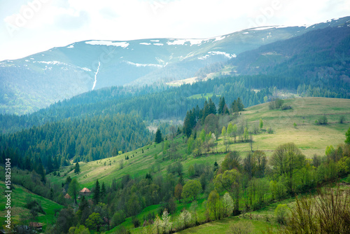 Great landscape of pine forest and green valley in the mountains
