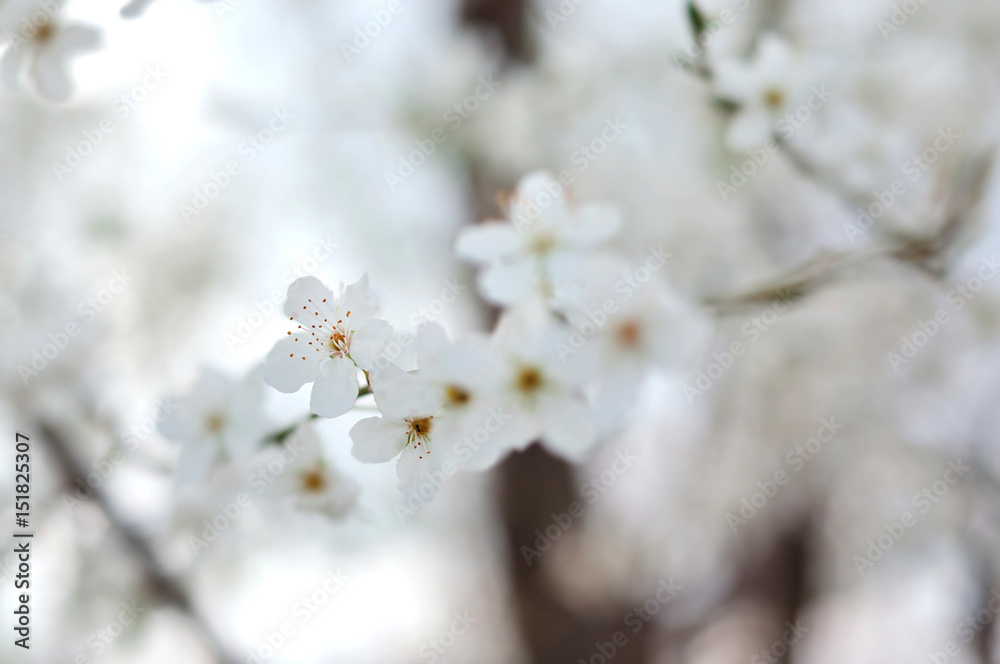 White spring flowers