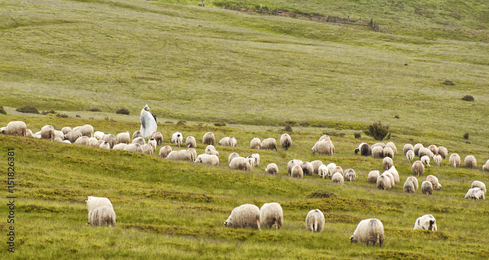Lonely shepherd with sheep in high mountains.