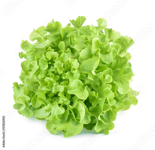 Oak leaf lettuce isolated on white.