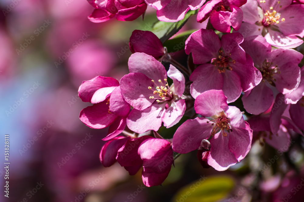 Obraz premium pink blossoms/ flowers