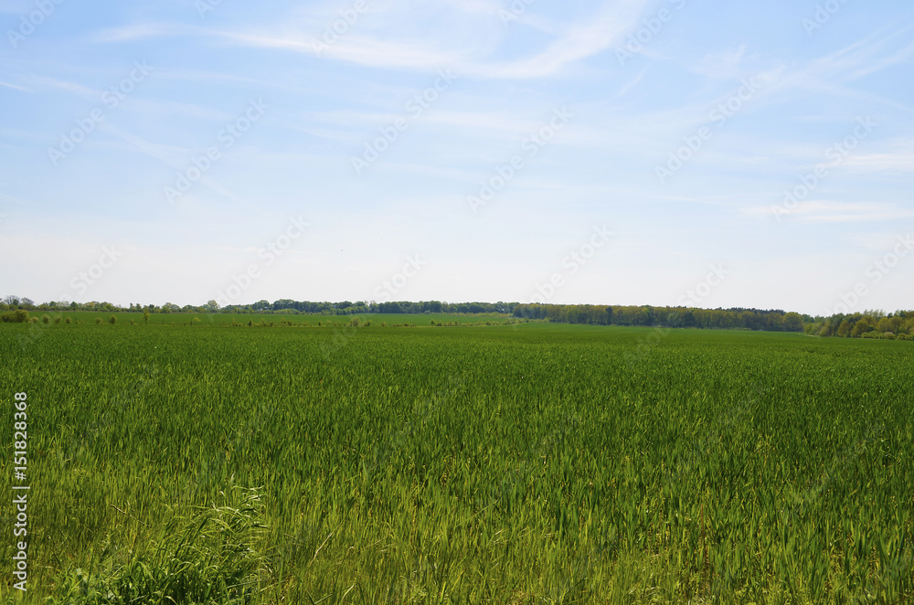 Fototapeta premium View over green fields in the surrounding countryside of Berlin