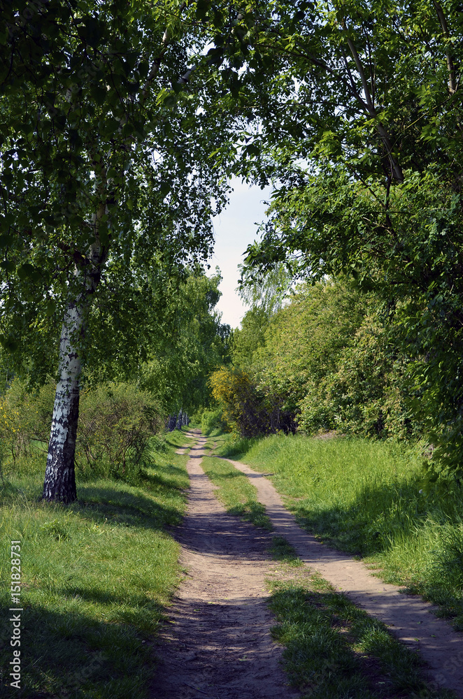 Fototapeta premium Path lined by birch trees and bushes