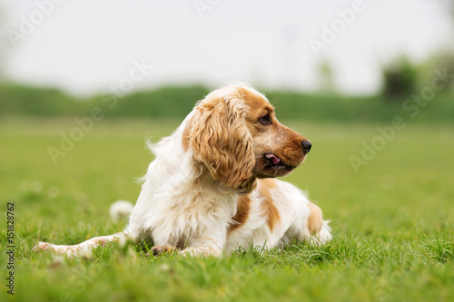 Spaniel dog looking at green grass