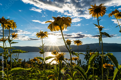 yellow garden flowers with sun flare / burst and blue skies in okanagan valley
