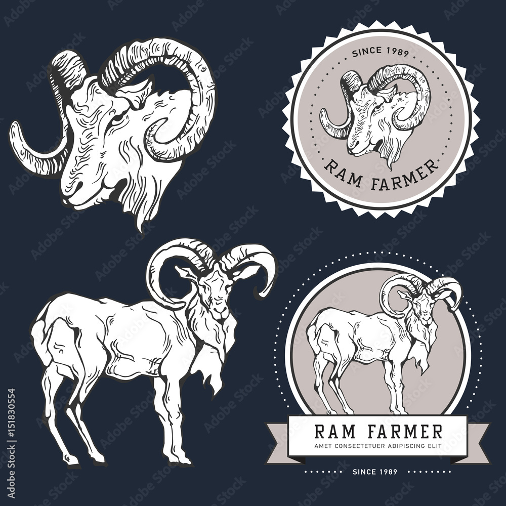 Fototapeta premium Vintage hand draw ram label.